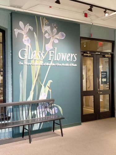 Realism of Harvard’s Glass Flowers still dazzles